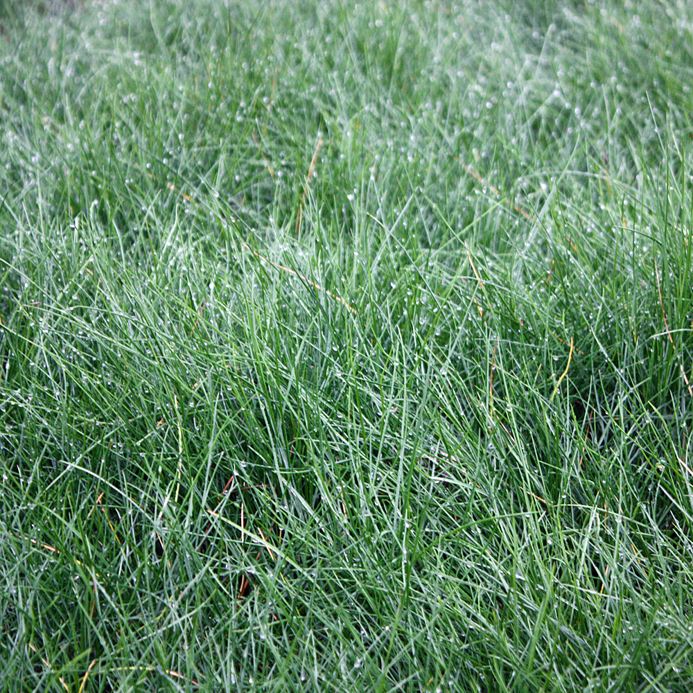 Schafschwingel, Schwingel, Festuca ovina, Ziergras