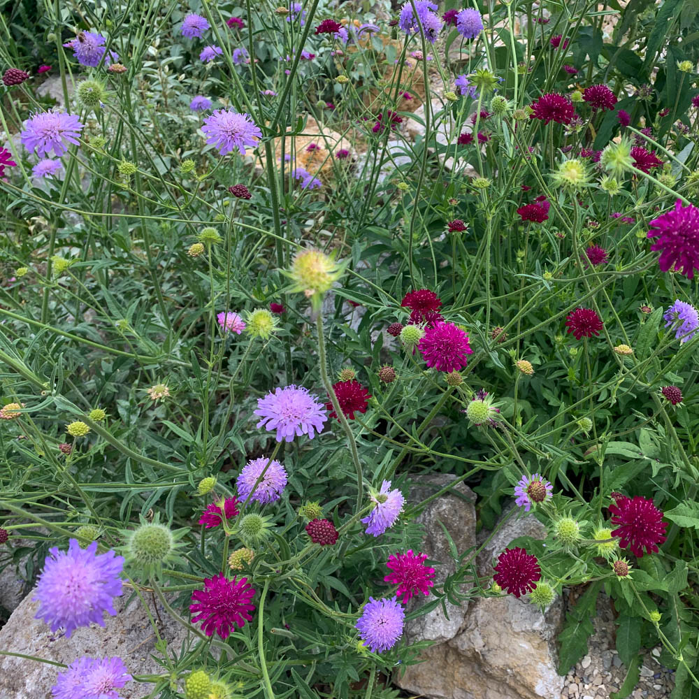 Skabiose Butterfly Blue, Scabiosa, Bienenweide