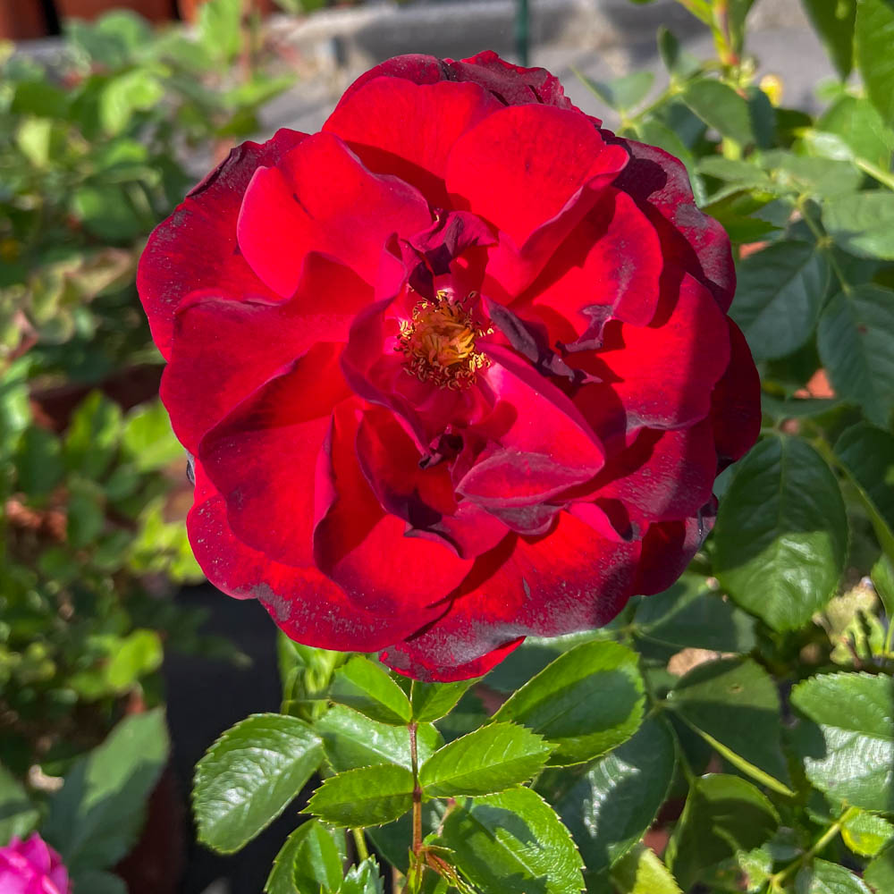 Bodendeckerrose 'Cayenne'