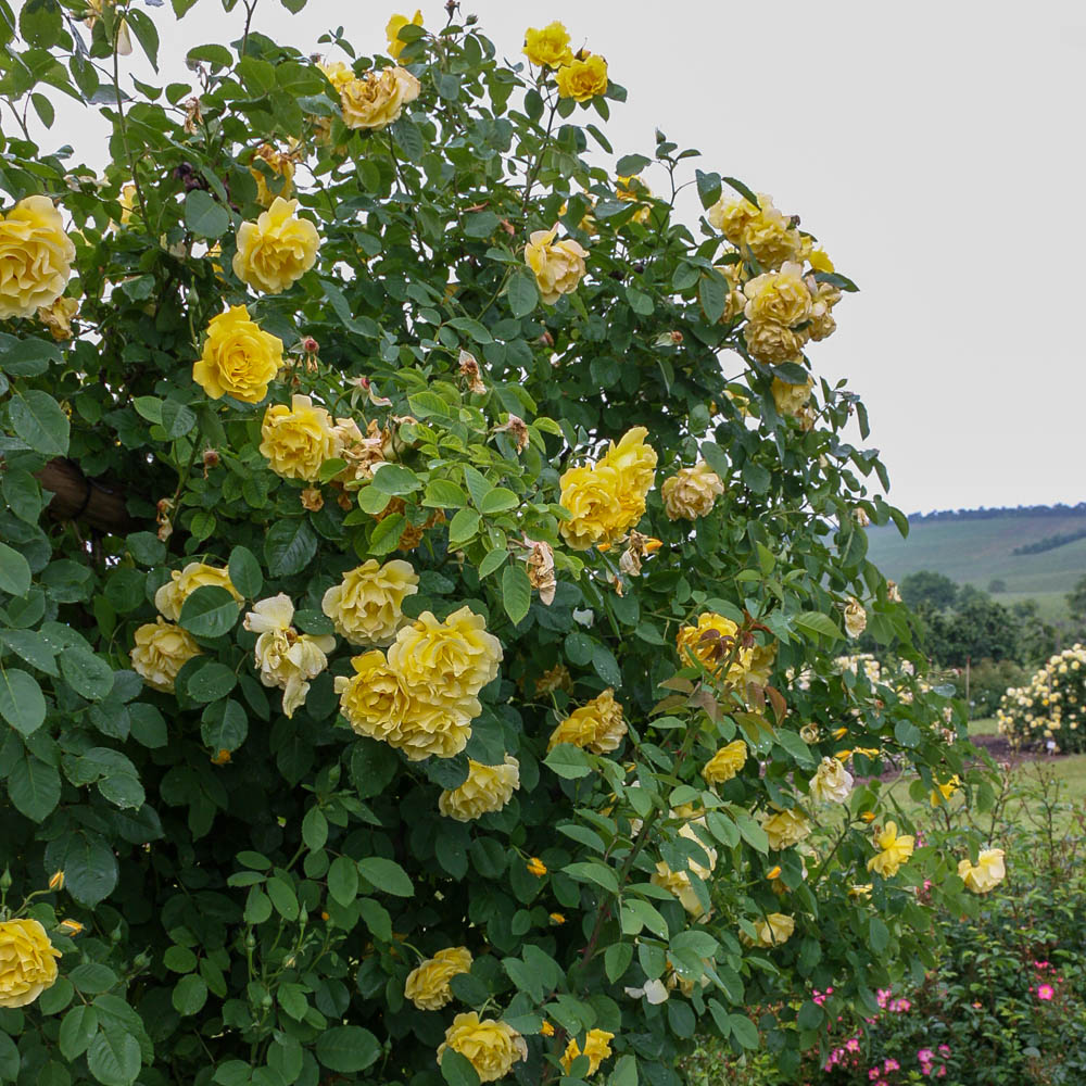 Kletterrose 'Golden Gate' ®