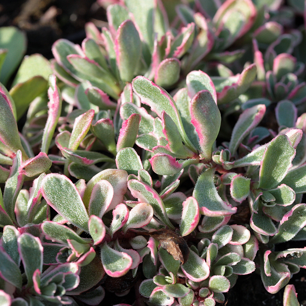 Teppichsedum, Bodendecker, Steingarten