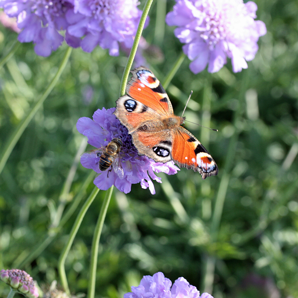 Skabiose Butterfly Blue, Scabiosa, Bienenweide