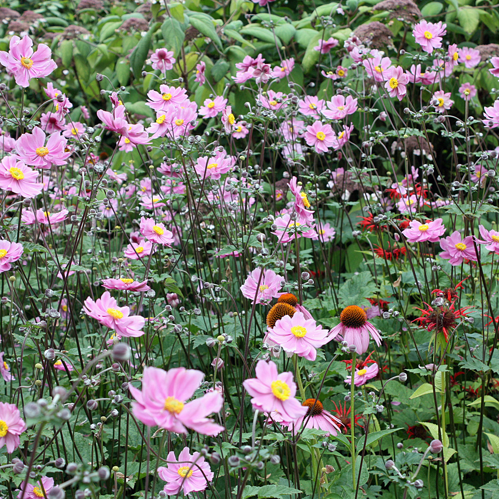 Herbstanemone Königin Charlotte, Anemone, Herbstblüte
