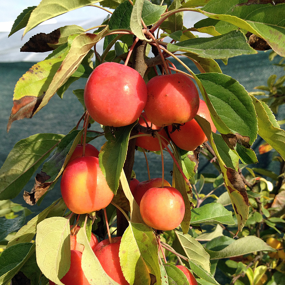 Zierapfel John Downie, Malus, Frühjahrsblüher