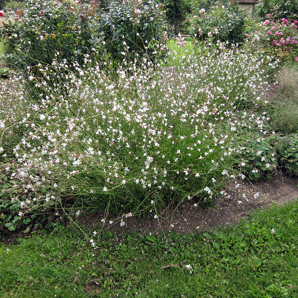 Prachtkerze Weiss, Gaura, Prachtstaude