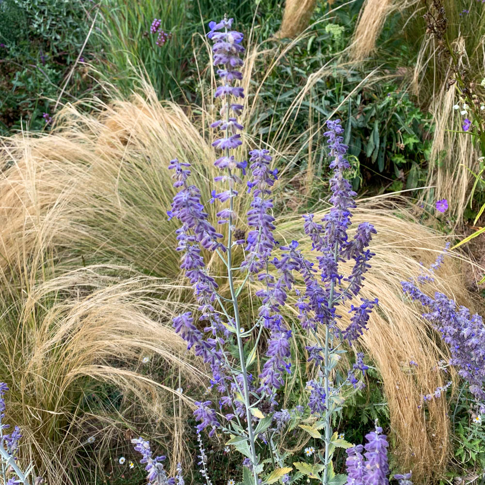 Blauraute 'Lacey Blue' ®