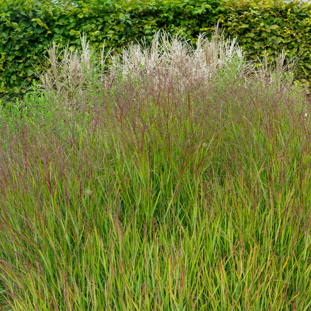 Rutenhirse 'Shenandoah'