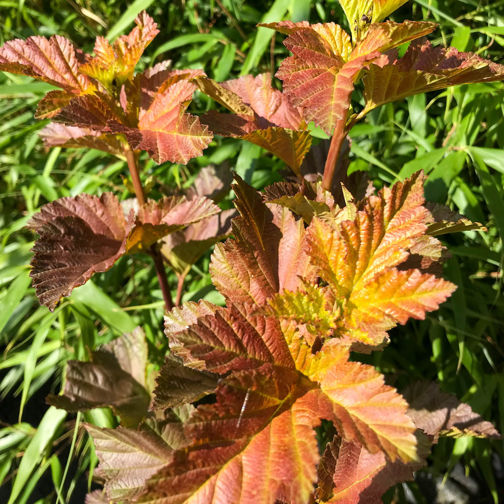 Blasenspiere 'Amber Jubilee' ®