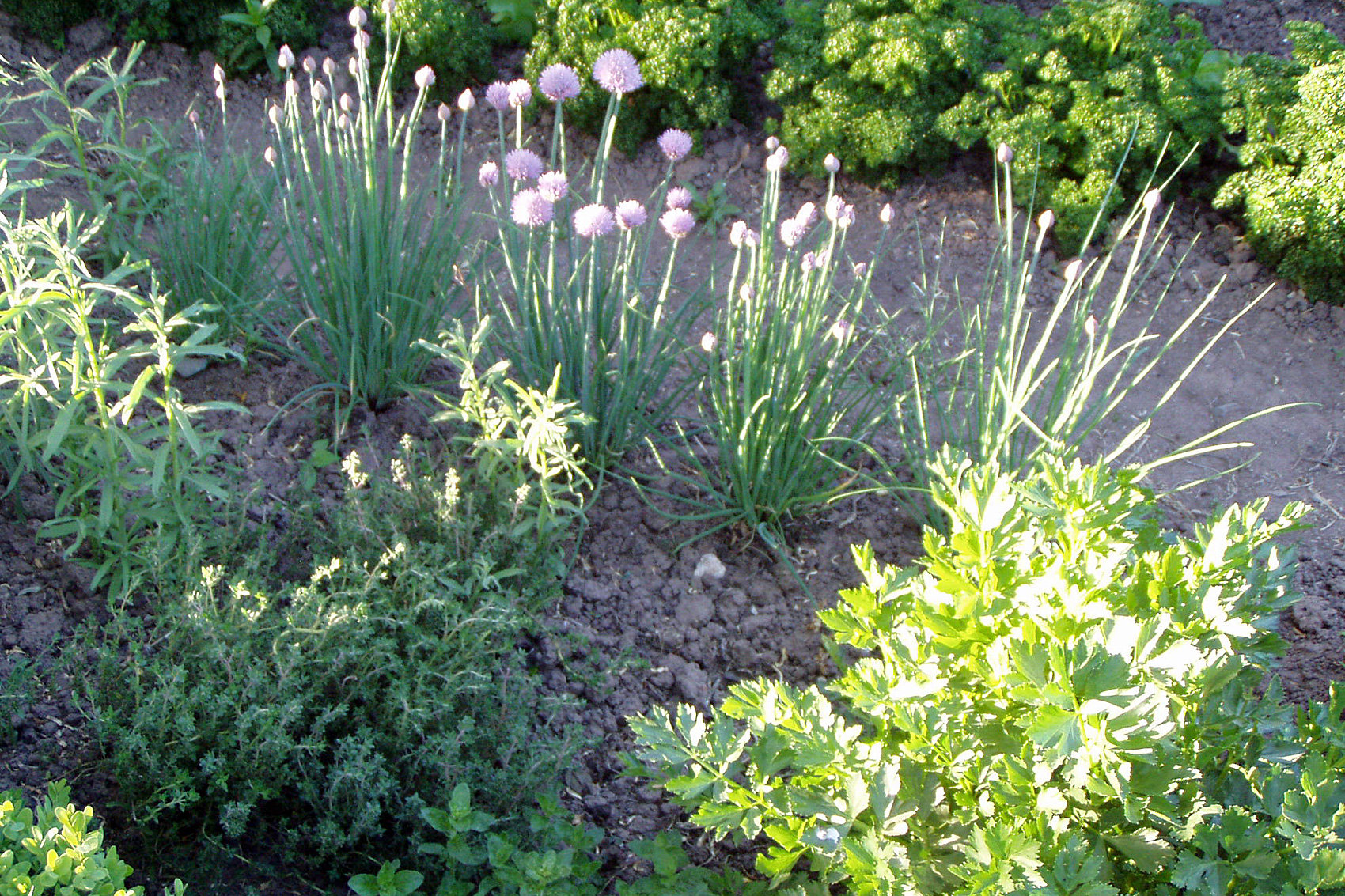 Der Kräutergarten