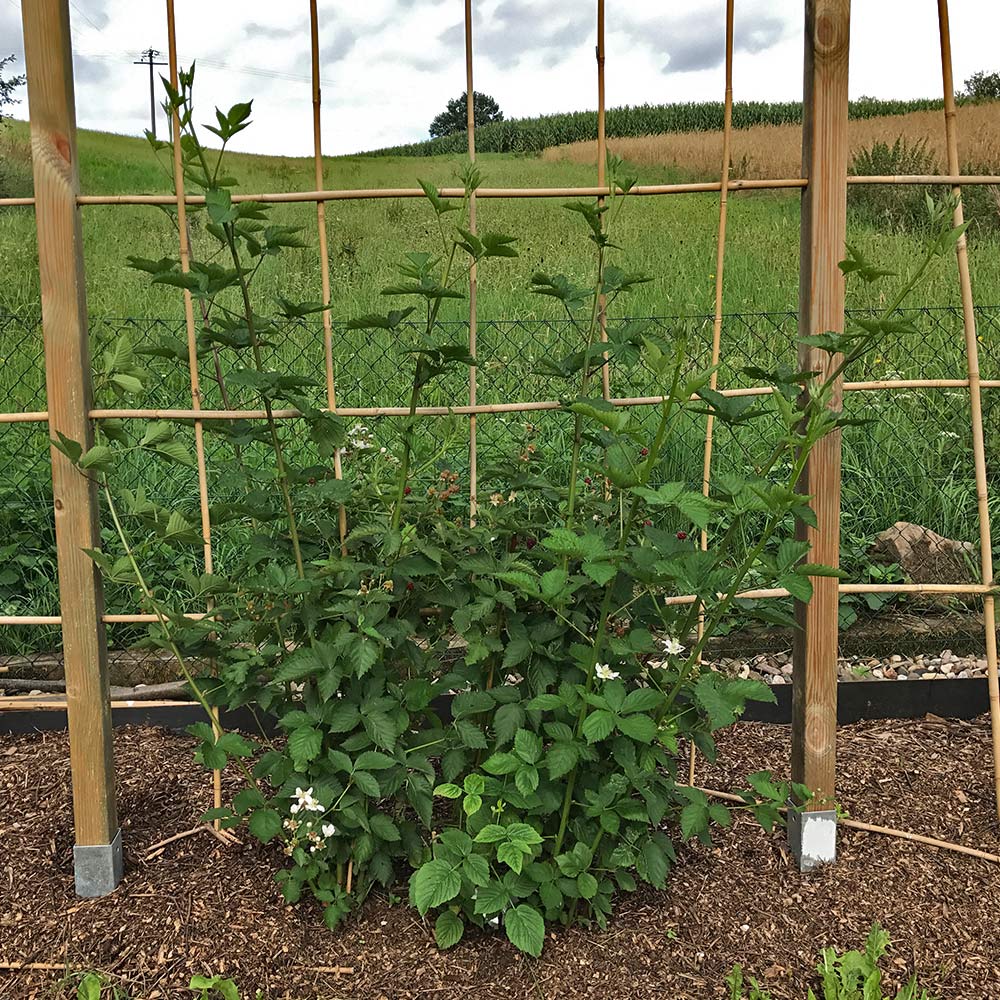 Brombeere 'Navaho'