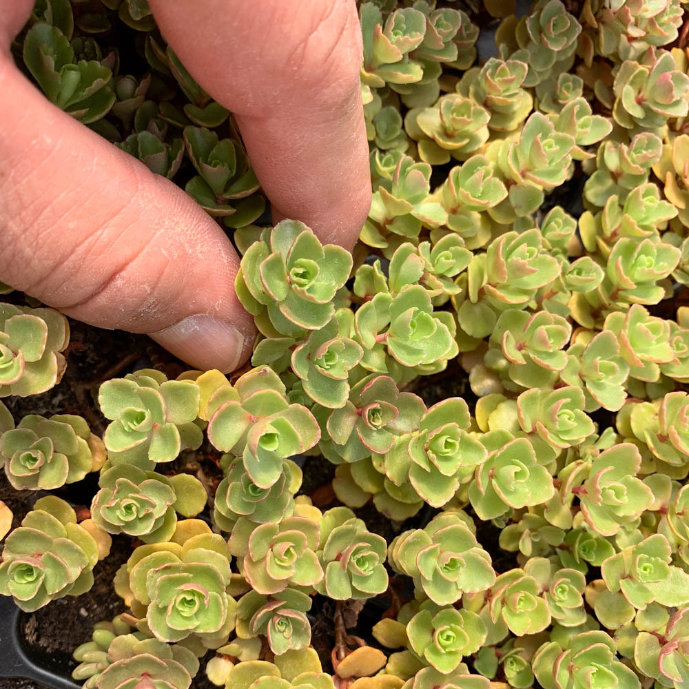 Teppichsedum Erdblut, Sedum, Bodendecker