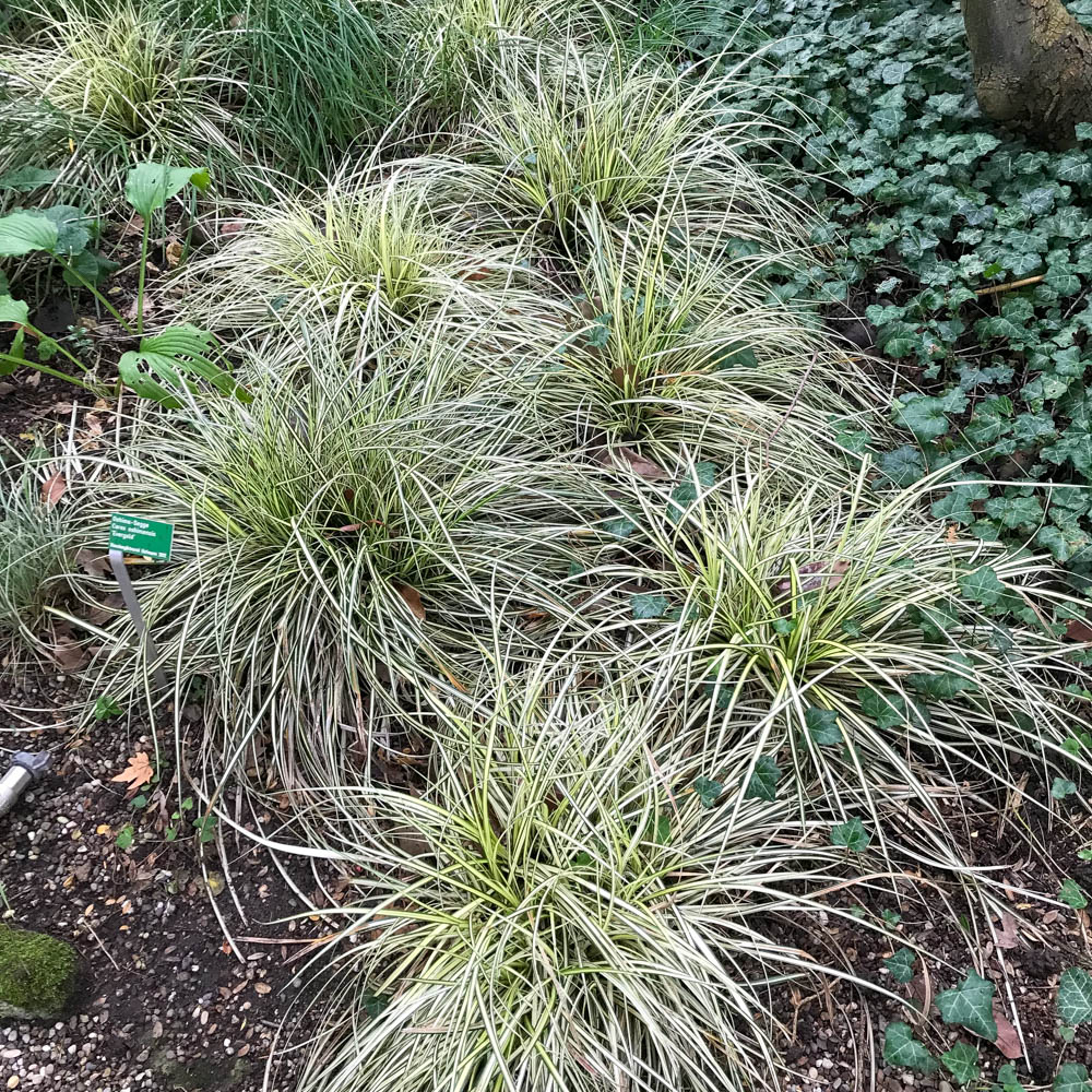 Goldsegge, Carex Evergold, Ziergras