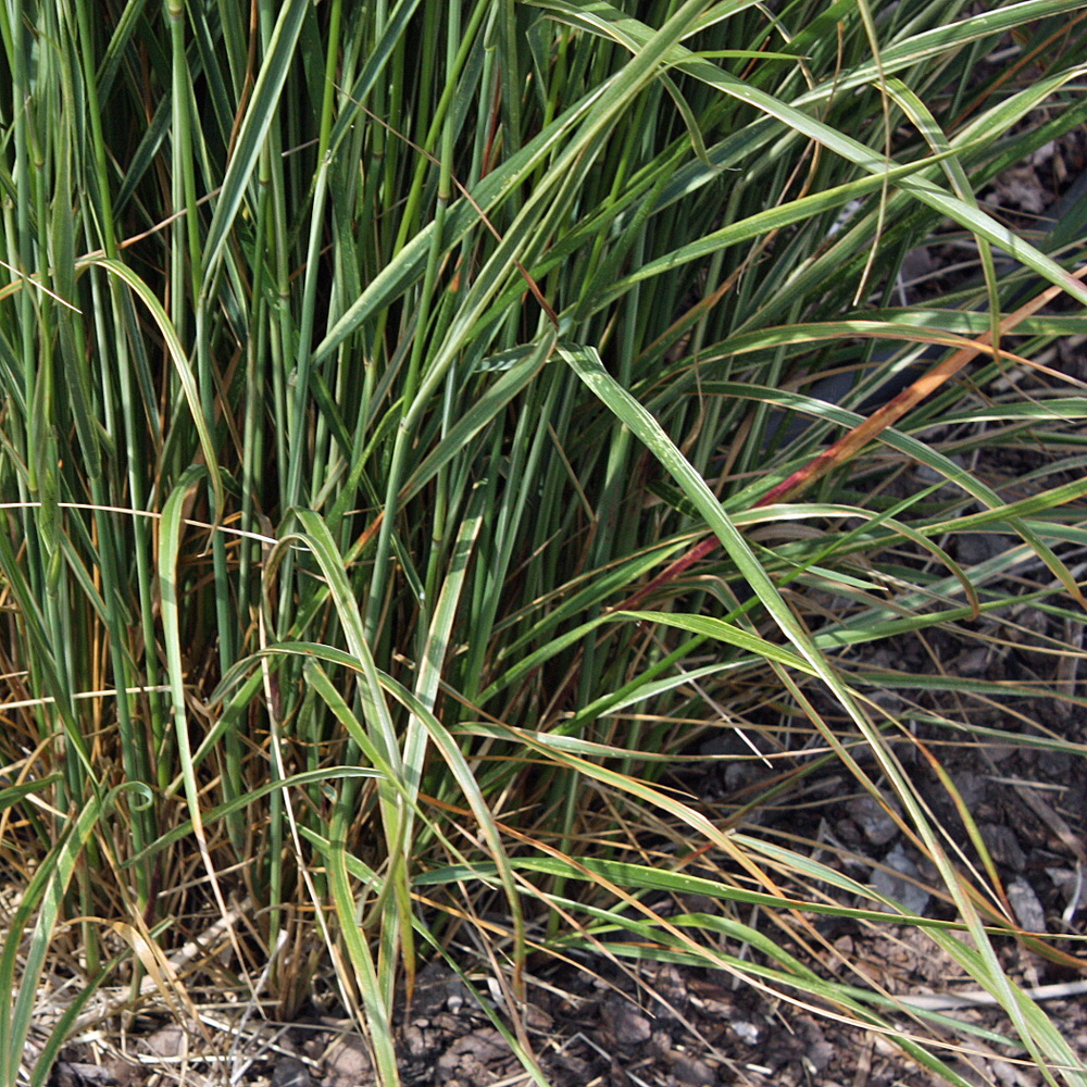 Gestreiftes Reitgras, Calamagrostis Overdam, Ziergras