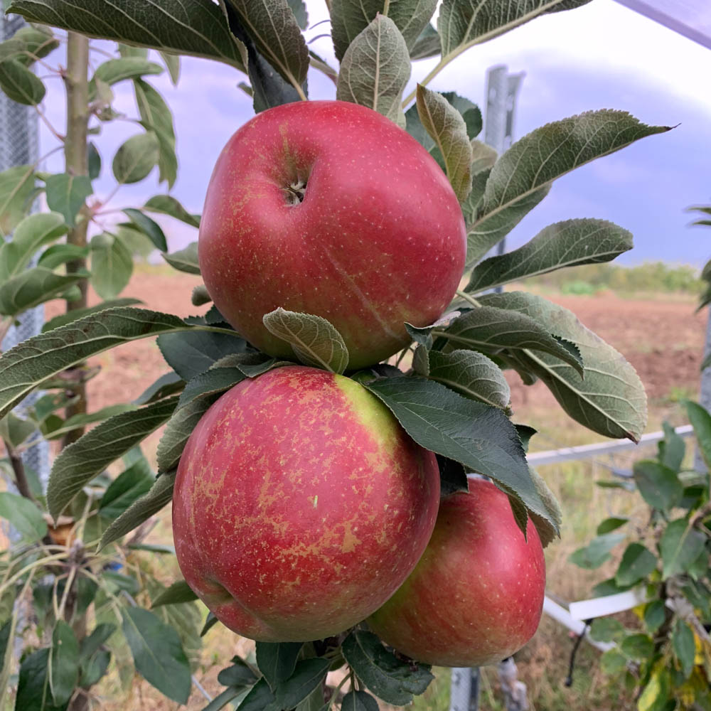 Apfel 'Ingrid Marie'