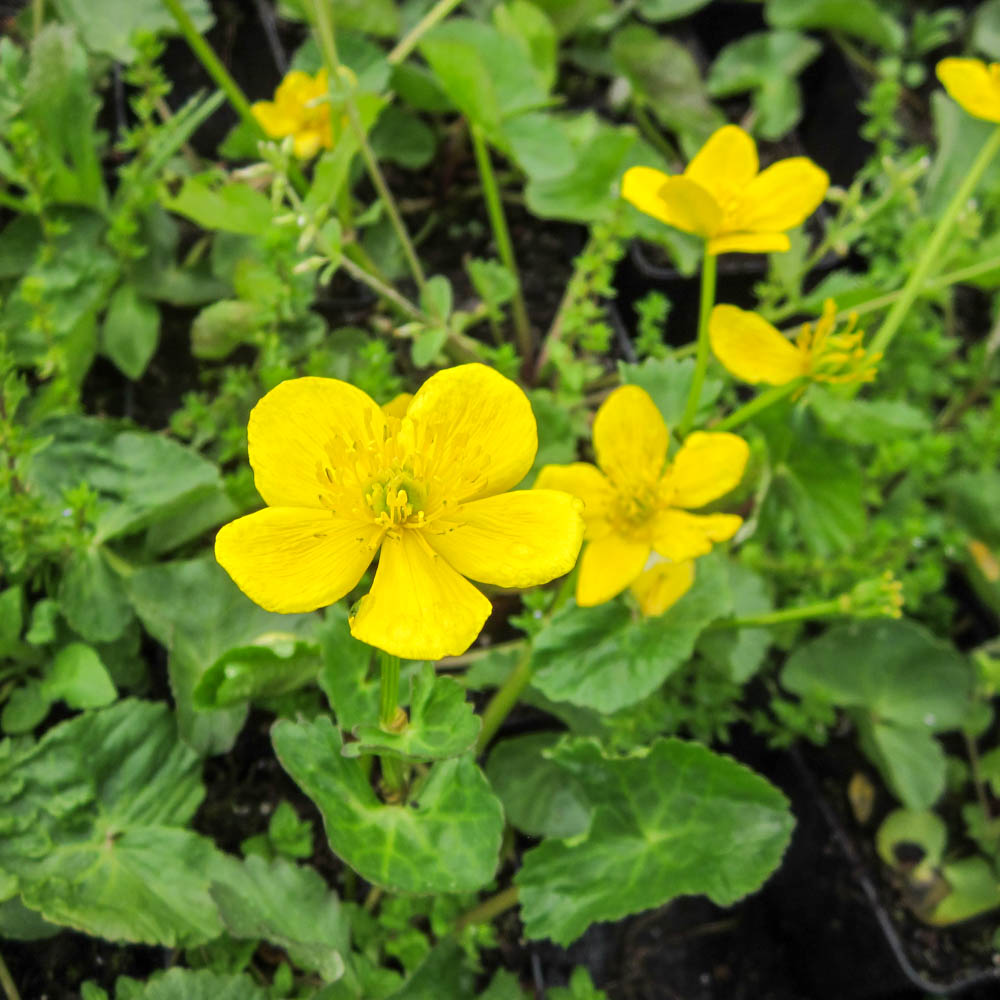 Sumpfdotterblume