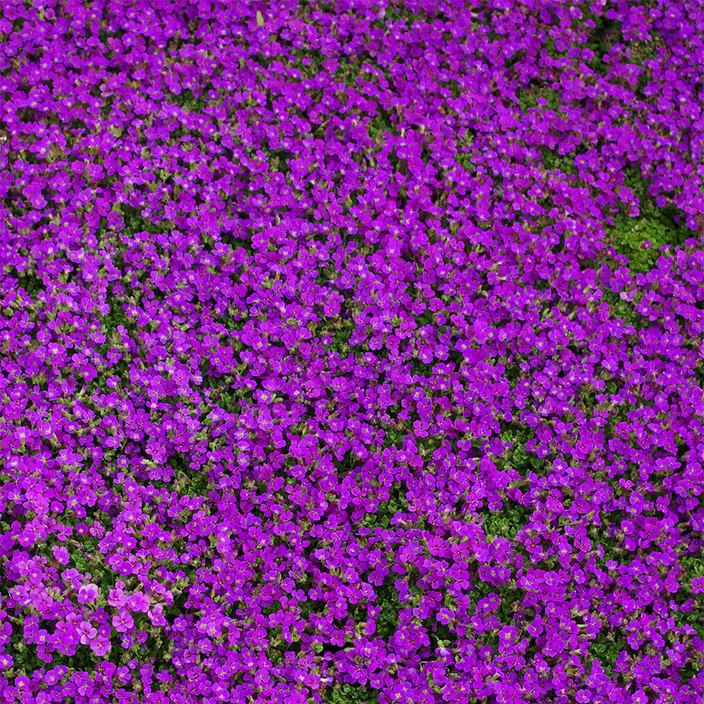 Blaukissen 'Hamburger Stadtpark'