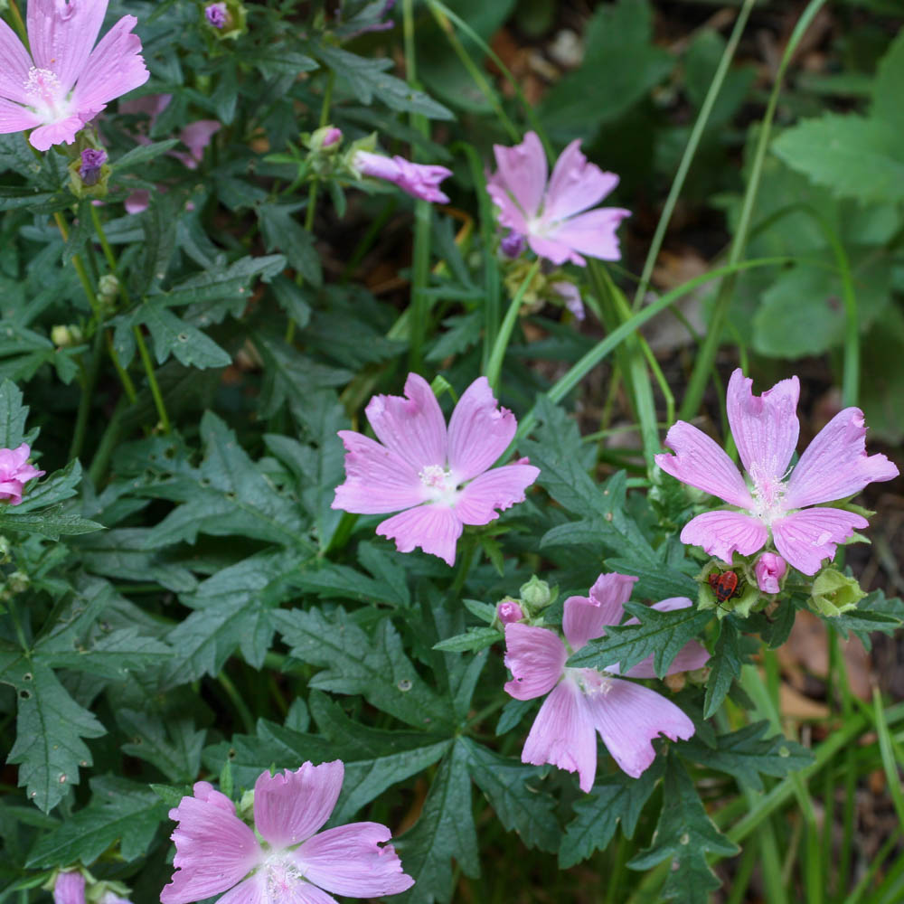 Moschus Malve, Blütenstaude