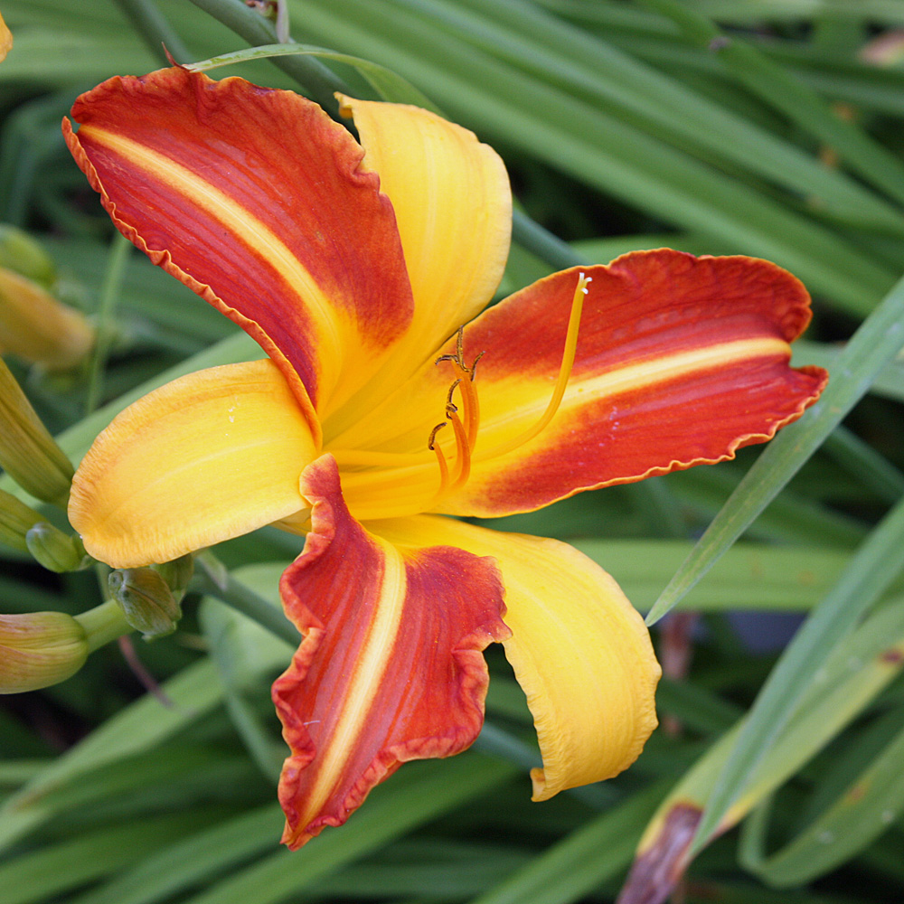 Taglilie Frans Hals, Hemerocallis, Blütenstaude