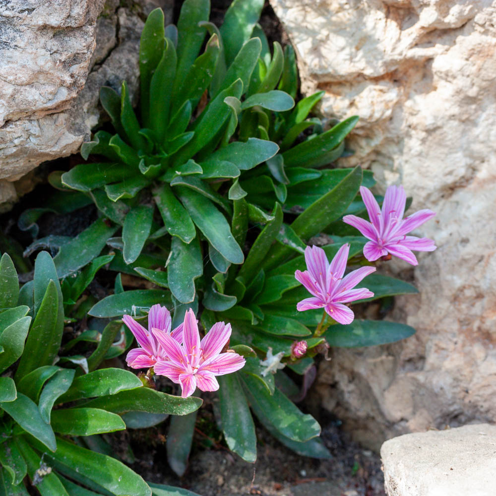 Bitterwurz 'Little Plum'