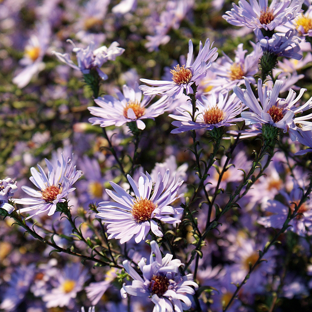 Glatte Aster Calliope, Herbstblüher