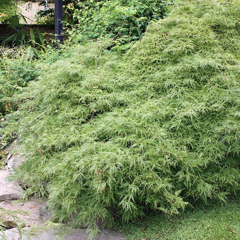 Grüner Schlitzahorn, Ahorn, Acer, Blattschmuck