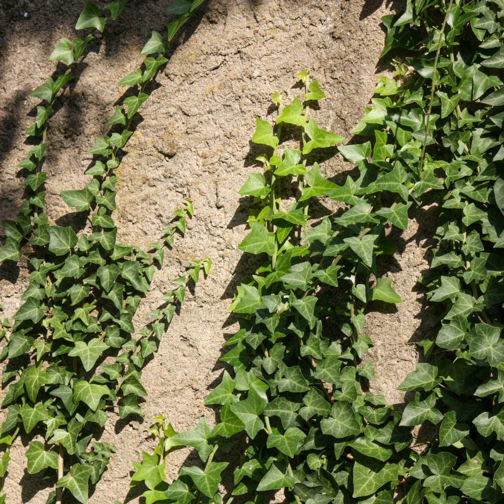 Efeu 'Hibernica'
