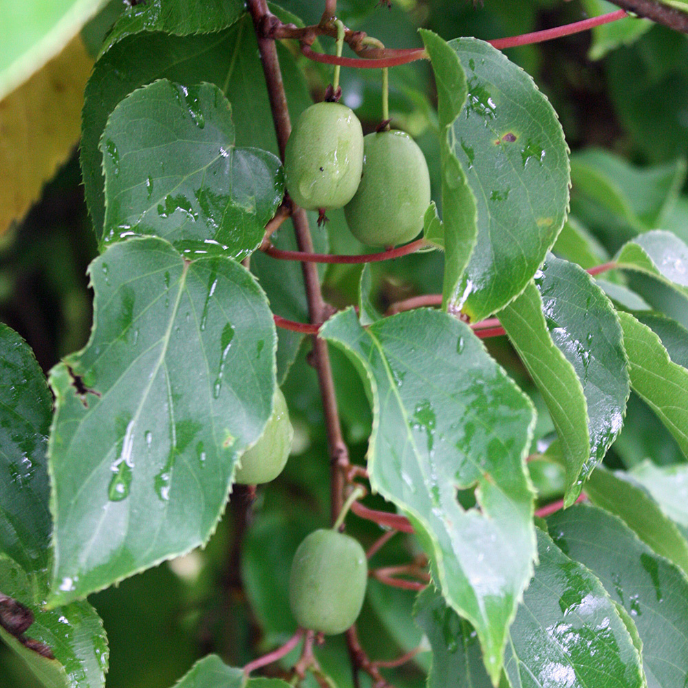 Kiwi 'Issai'