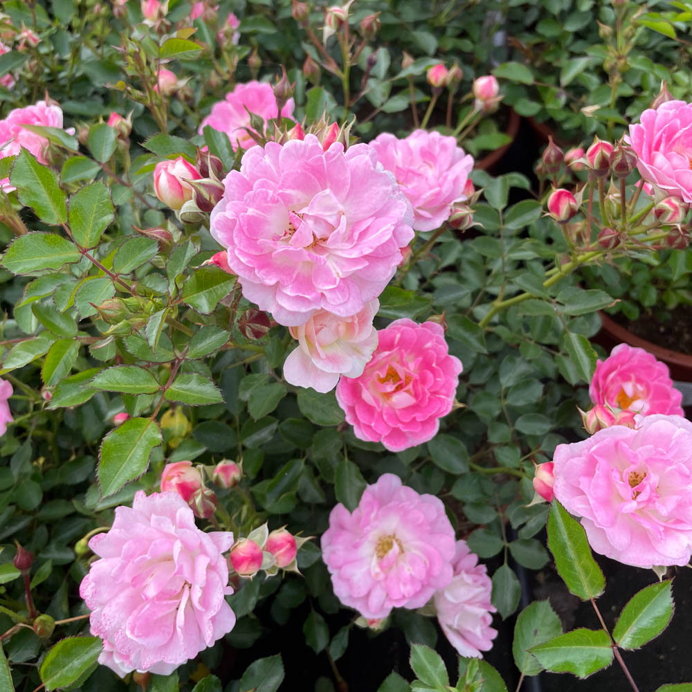 Bodendeckerrose 'Flirt 2011'