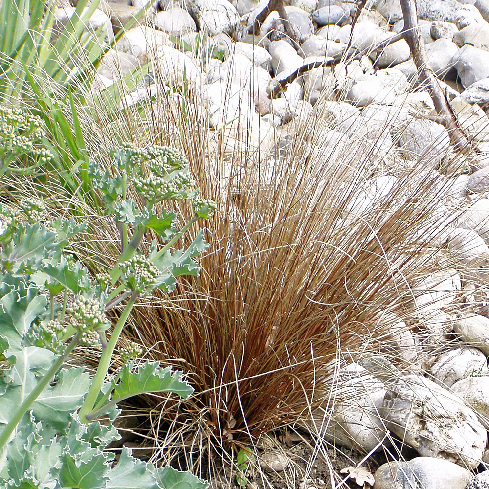 Fuchsrote Segge, Carex buchananii, Zwergsegge