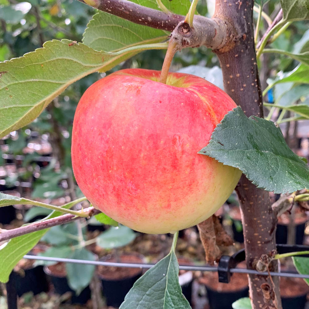 Apfel 'Pinova' ®