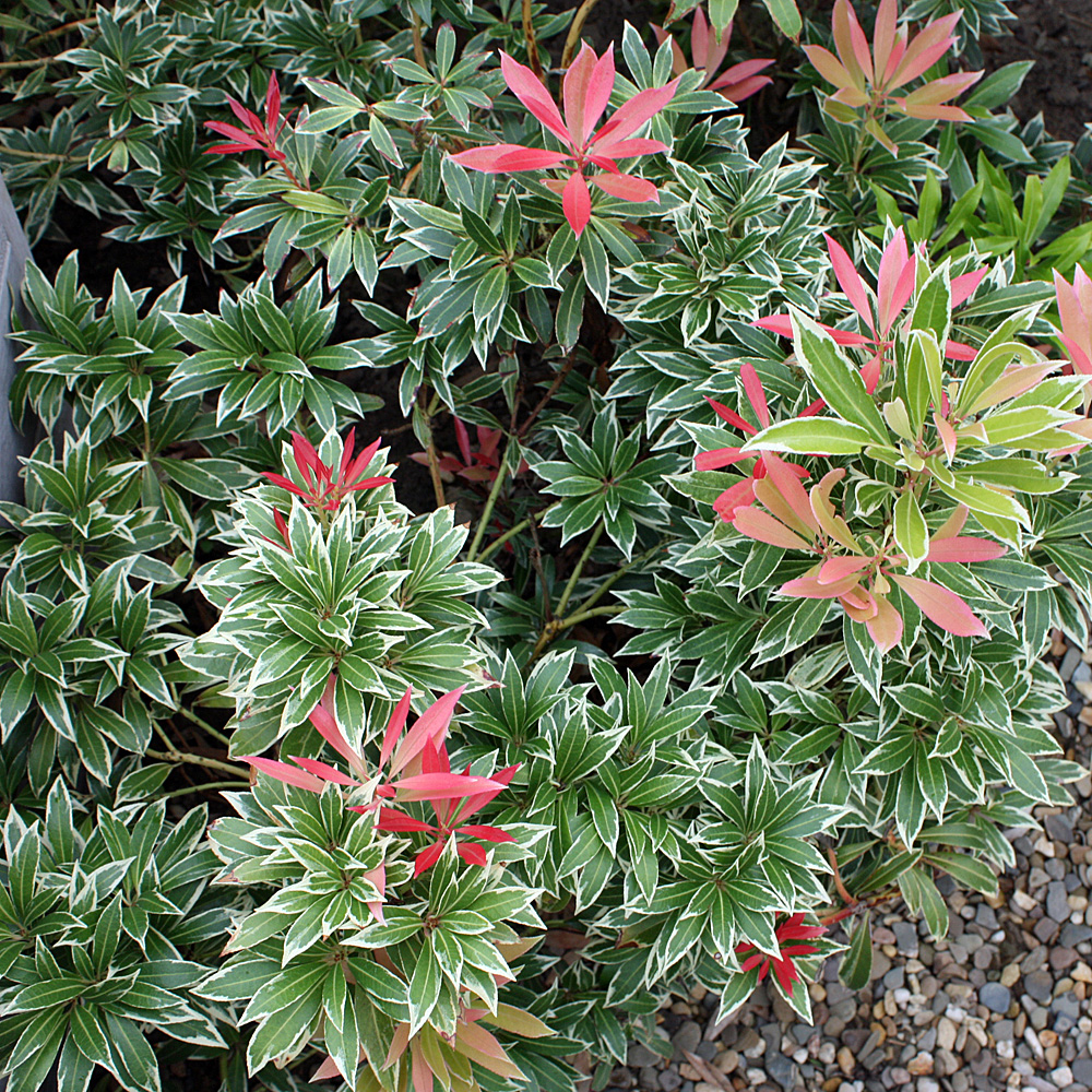 Schattenglöckchen, Pieris, Little Heath, Blattschmuck