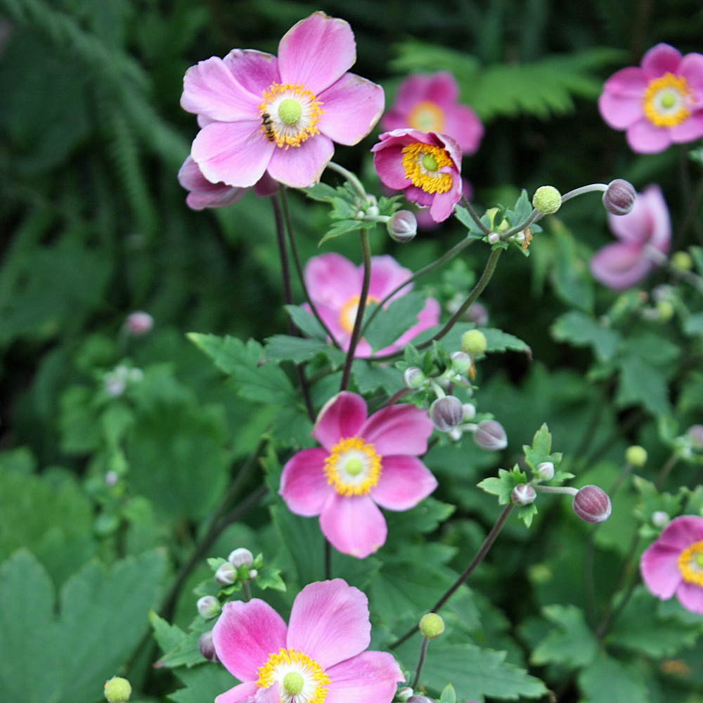 Herbstanemone Septembercharme, Anemone, Herbstblüher