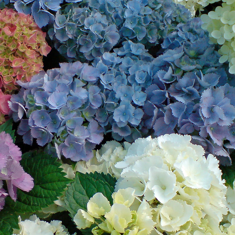 Bauernhortensie Bela, Hortensie, Hydrangea, Blütengehölz