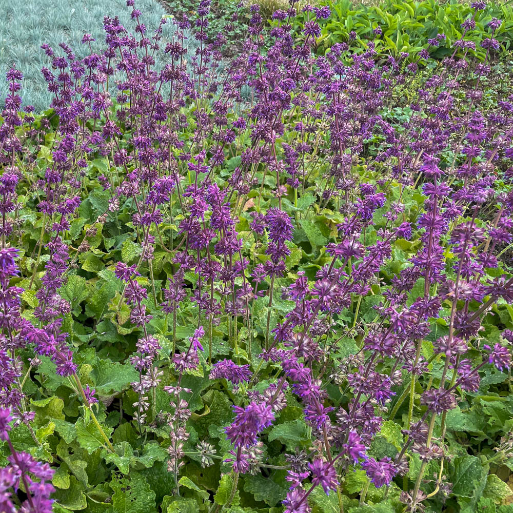 Salbei Purpule Rain, Salvia, Zierstaude
