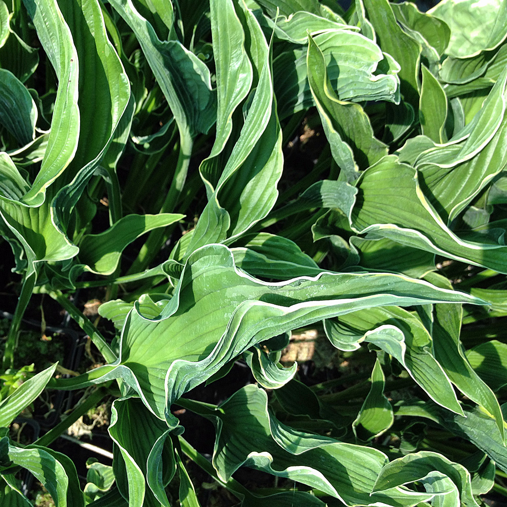 Funkie Praying Hands, Hosta, Blattschmuckstaude