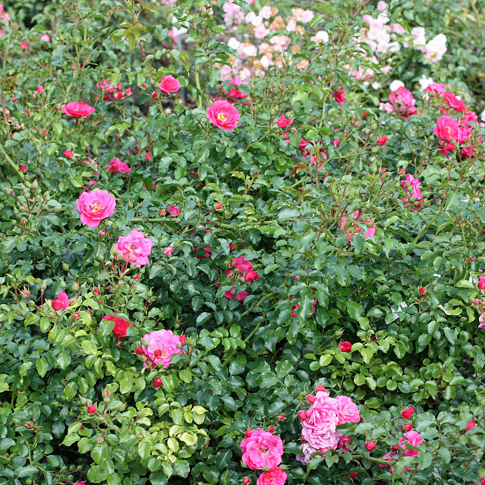 Bodendeckerrose Heidetraum, Rose, Bodendecker