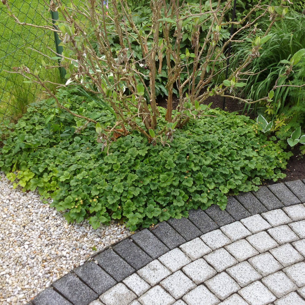 Waldsteinie