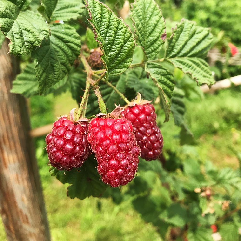 Himbeere-Brombeere Kreuzung 'Tayberry'