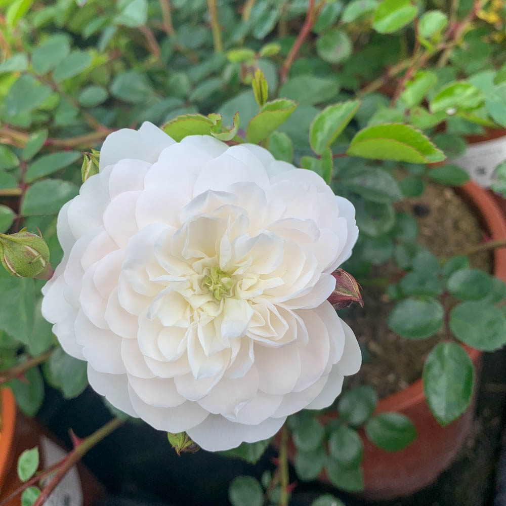 Bodendeckerrose 'Snow Ballet' ®
