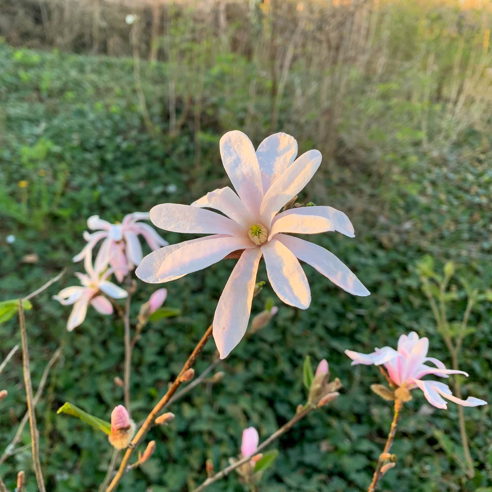 Sternmagnolie 'George Henry Kern'