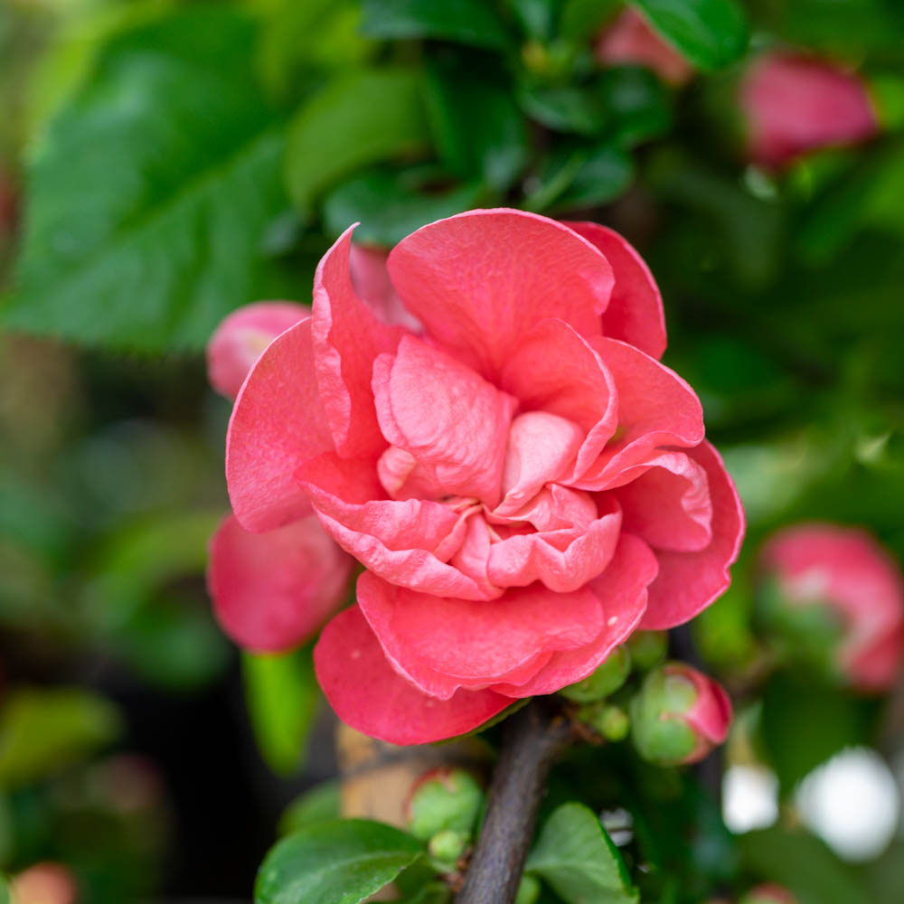 Zierquitte 'Pink Storm' ®
