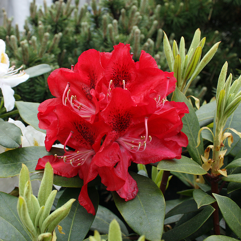 Rhododendron Kalr Naue