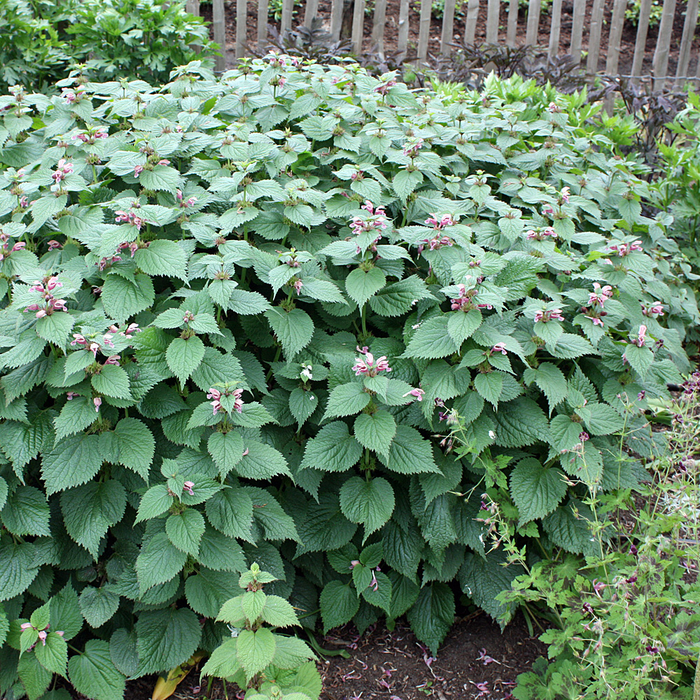 Nesselkönig, Lamium, Bienenweide