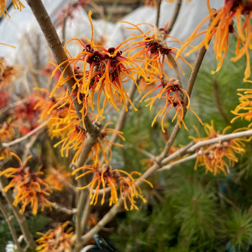 Zaubernuss 'Aurora'