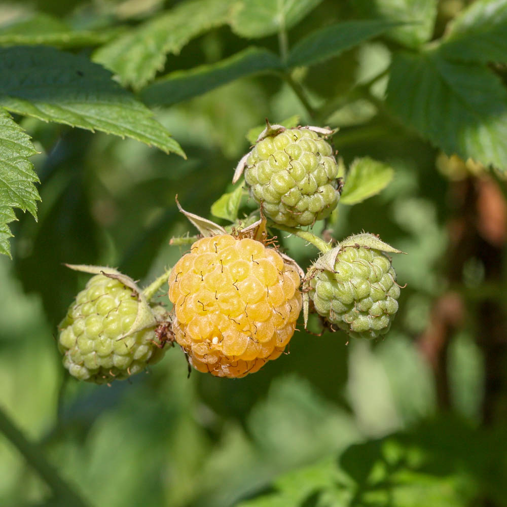 Herbsthimbeere 'Golden Everest'