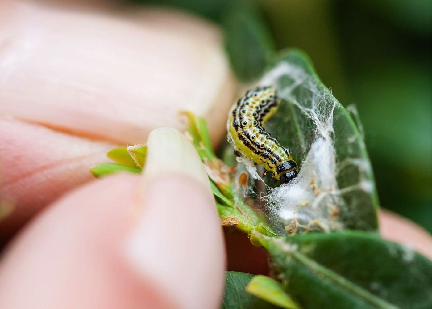 Buchsbaumzünsler Raupe mit Hand