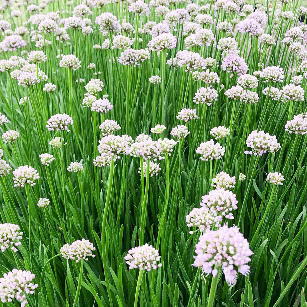 Sommer-Zierlauch 'Summer Beauty'