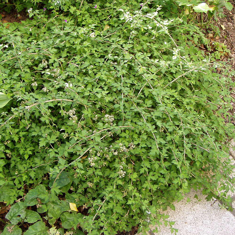 Kranzspiere, Bodendecker