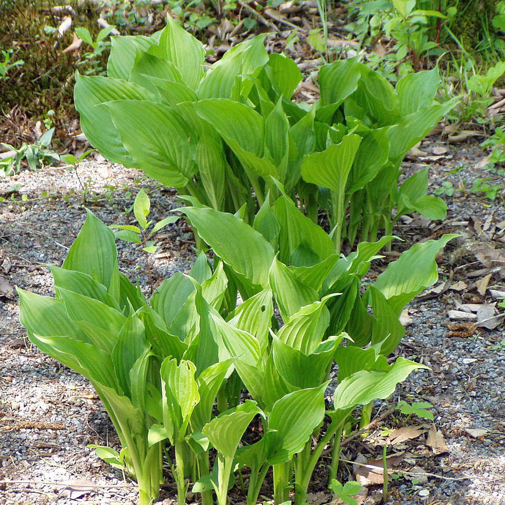 Lanzenfunkie, Funkie, Hosta, Unterbepflanzung