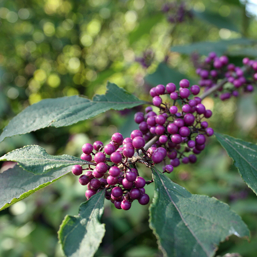 Schönfrucht, Beeren, Fruchtschmuck